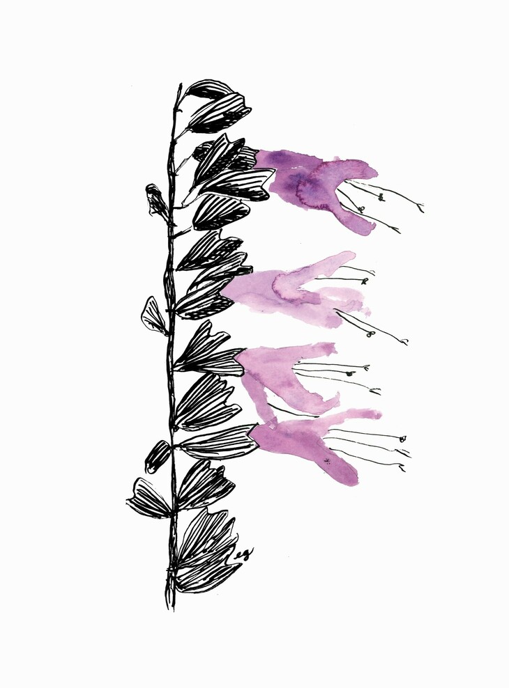 A pen and watercolour picture of purple flowers