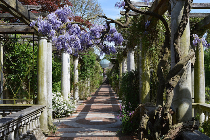 Where to see wisteria  in London: wisteria growing over the pathway of the pergola in Golders Hill Park