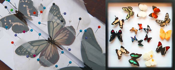 Various colourful taxidermied butterflies