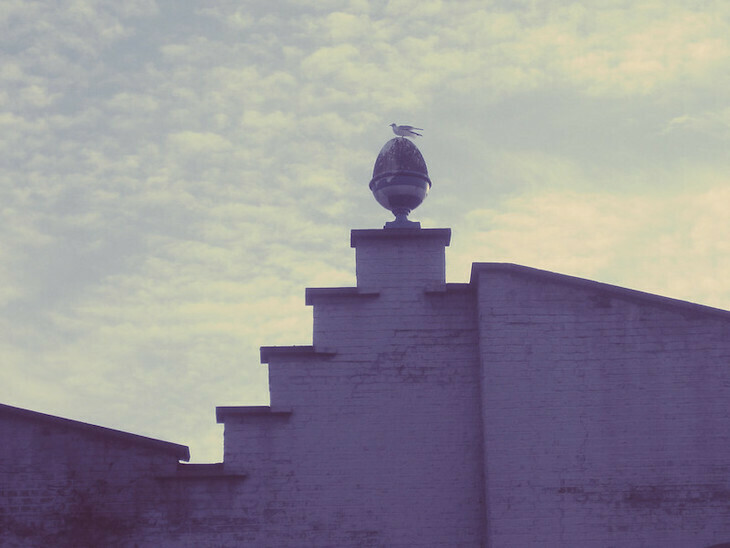 An eggcup shaped finial on a stepped roof, with a seagull perched on top