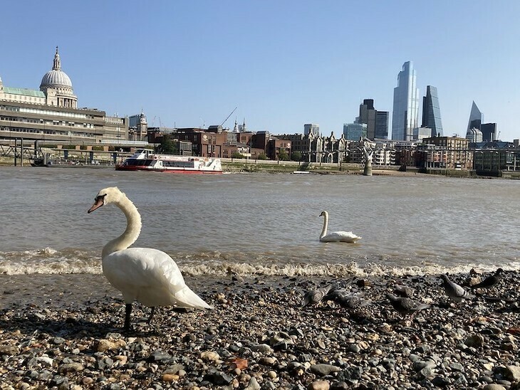Swans walking along a beach on the Thames