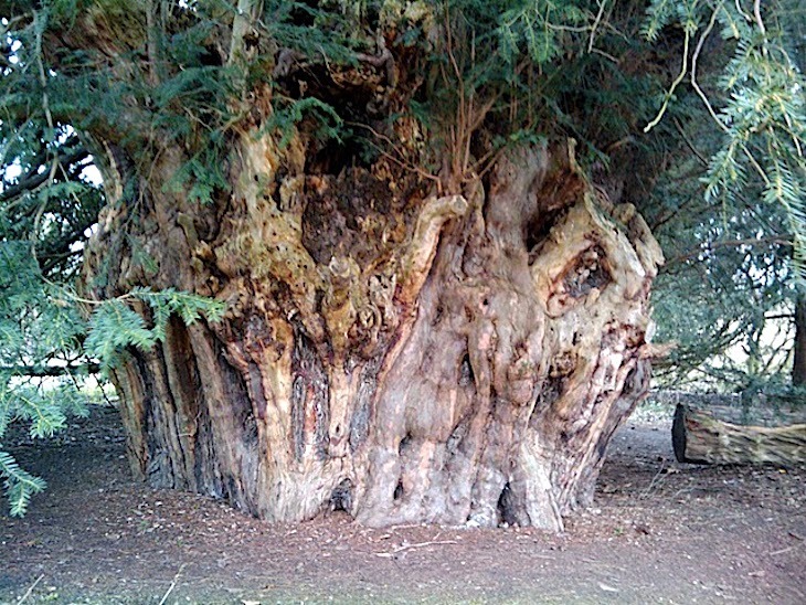 The ankerwyke yew