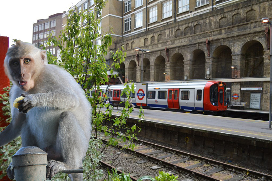 A grey monkey perches on the left with tube trains through Barbican in the background