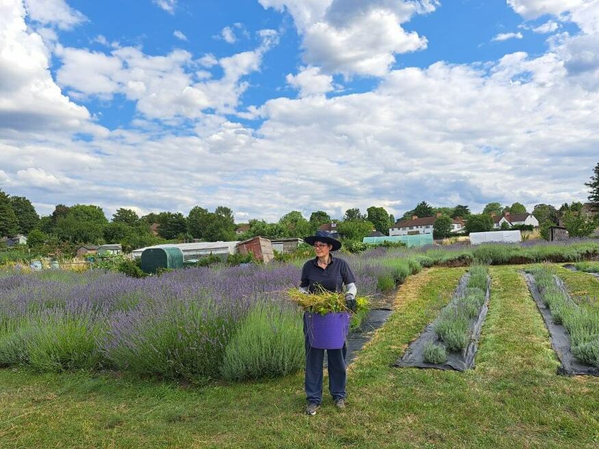 A woman in a field of lavender with a basket full of lavdender
