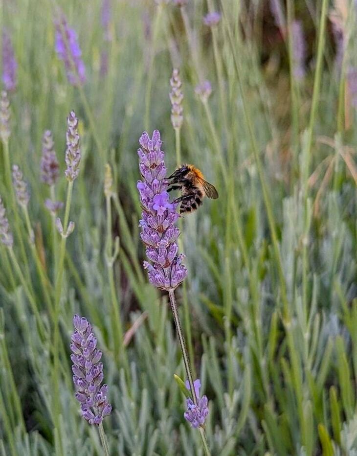 A bee on a purple lavender flower