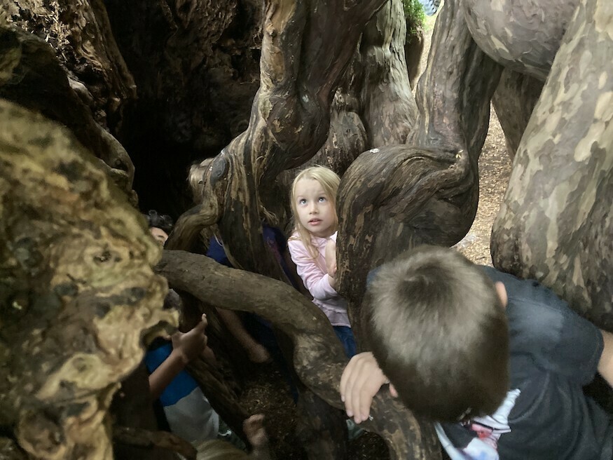 A child inside the ankerwyke yew