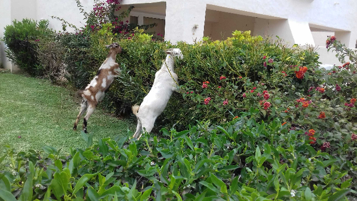 Corralejo in Fuerteventura: goats in the gardens of the Hotel Riu Oliva Beach Resort