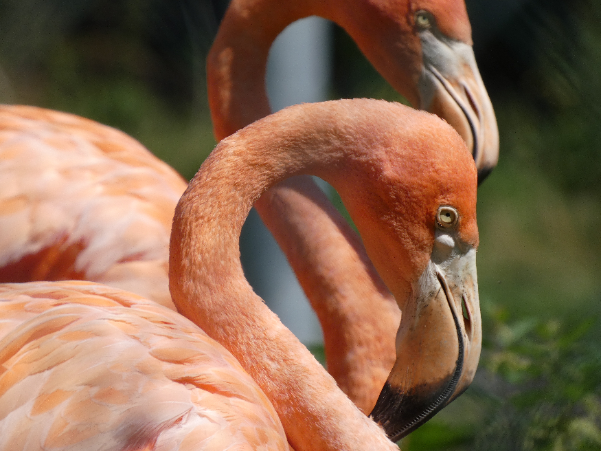 A side view of two flamingos.
