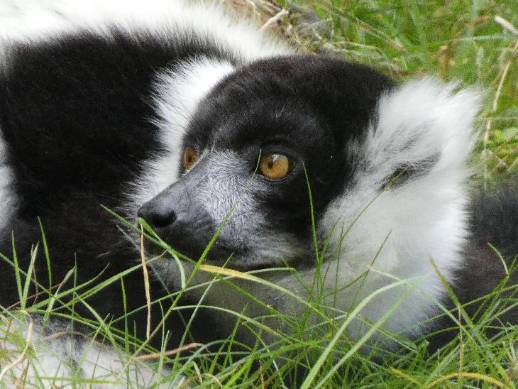 A black and white lemur sitting in the grass.