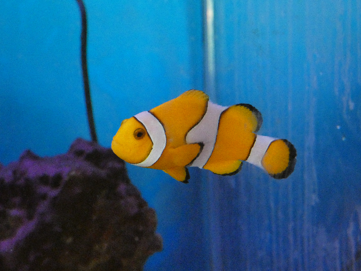 An orange and white clownfish in a fish tank.