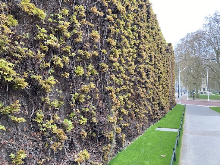 A wall of ivy on the admiralty citadel