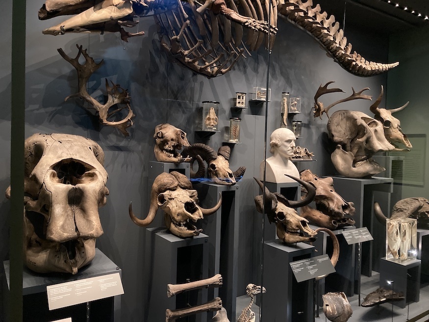 A collection of skulls in the Hunterian Museum London