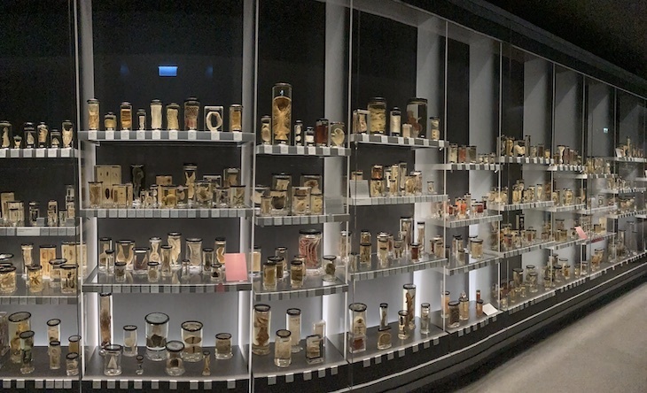 A panorama showing many biological samples in jars on shelves