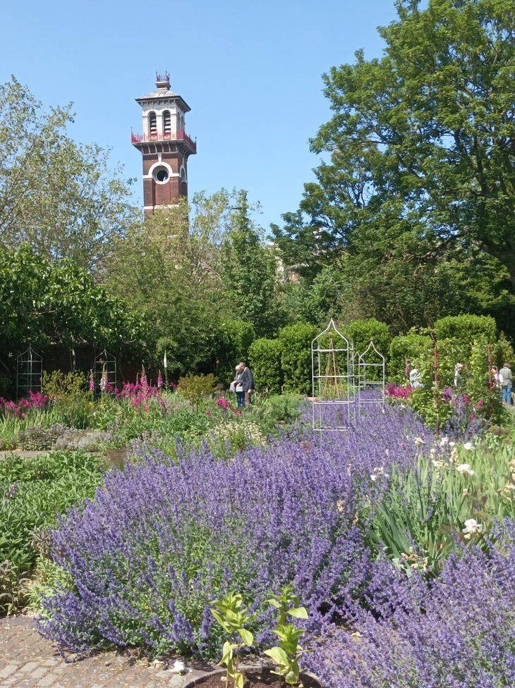 An English garden with a sea of lavender in the foreground