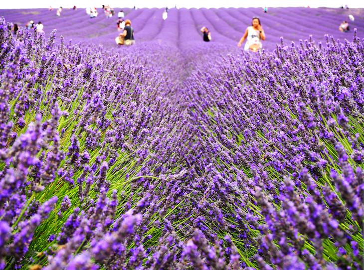 Lavender fields in and near London: People walking through rows of Lavender at Hitchin Lavender in Hertfordshire