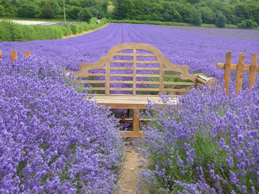 Lavender fields in and near London: a wooden bench surrounded by rows of lavender at Castle Farm near Sevenoaks in Kent