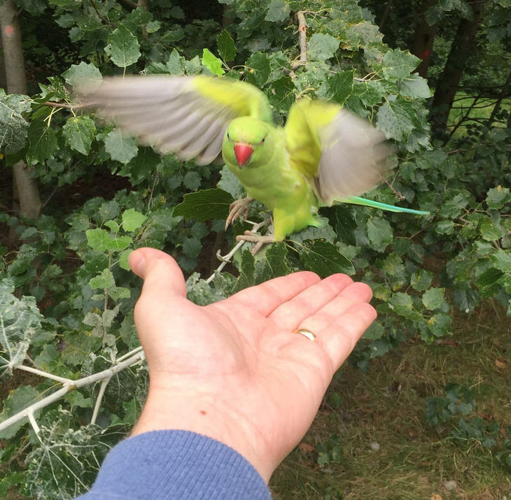 Free Things To Do In London: a green parakeet flies towards an open hand