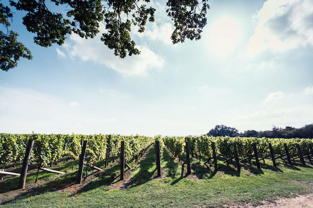 Win a private tour and a meal at the wine estate of Nyetimber