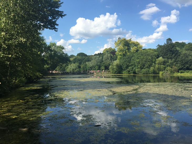 Looking across No 1 Pond on Hampstead Heath, a wild pond surrounded by trees