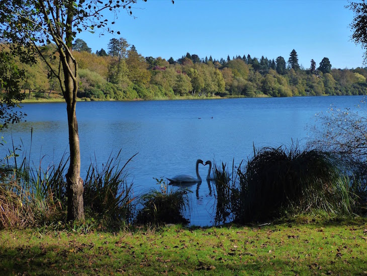 A pair of swans on the lake at Virginia Water