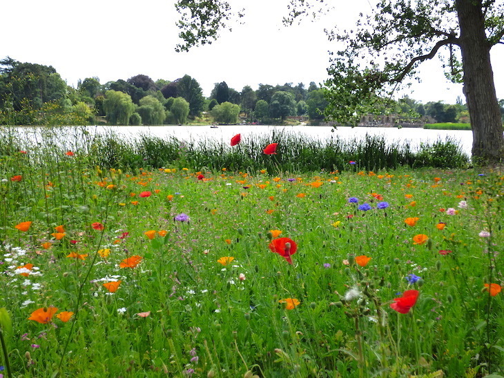 Colourful wildflowers in front of the lake at Hever Castle.