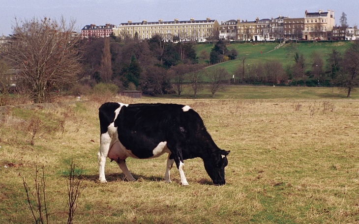 A cow grazes on an expanse of grass, with pretty Georgian terrace houses in the back ground