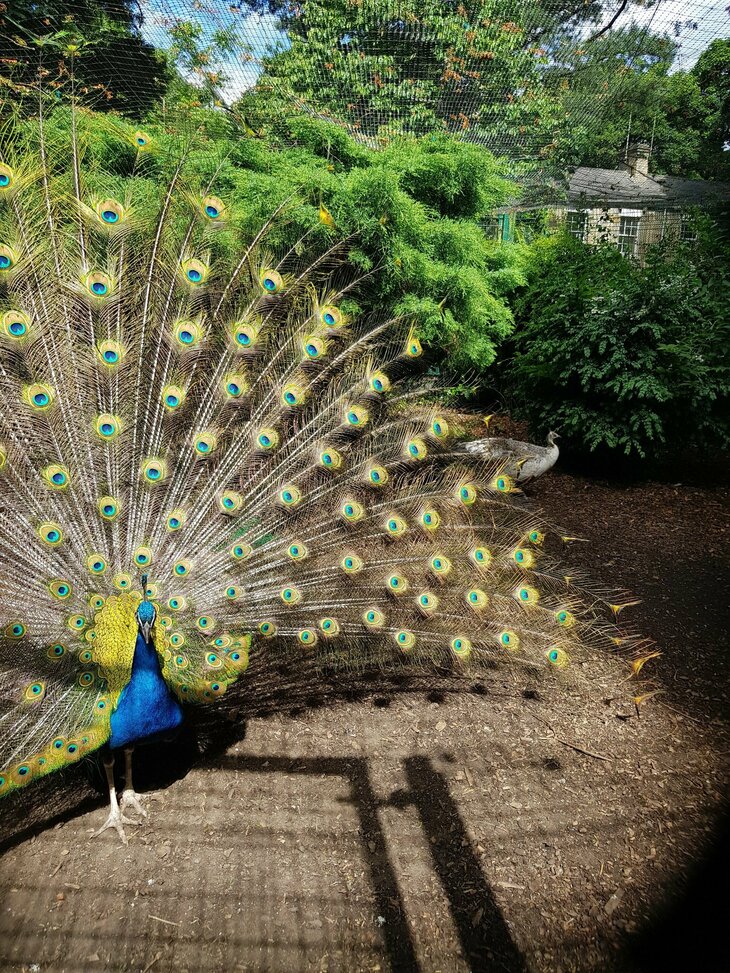 To the left is a peacock, staring straight at the camera. His feathers are on full display with iridescent colours. He looks regal. 