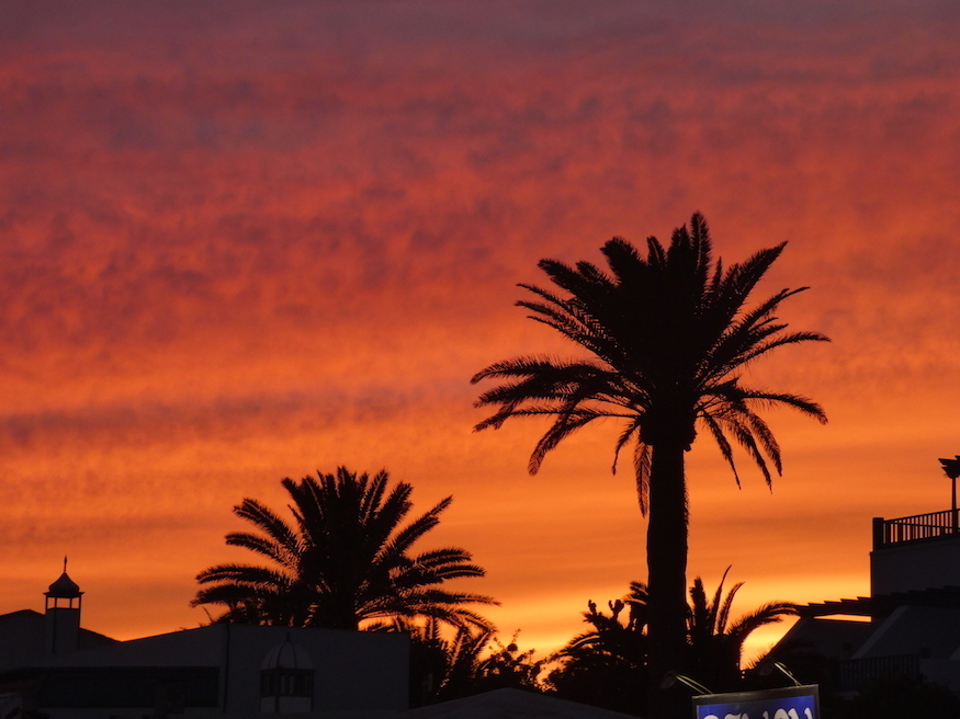 Palm trees silhouette in front of an orange sunset sky in Los Pocillos, Lanzarote.