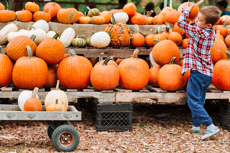 Pumpkin picking: a young boy picks up a pumpkin from a trailer full of orange pumpkins