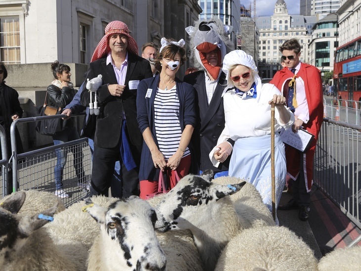 Some people in fancy dress driving sheep over London Bridge