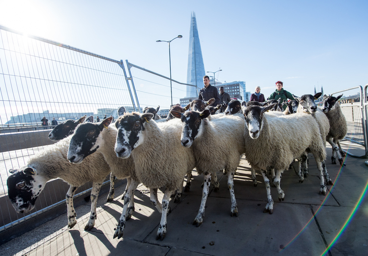Sheep being driven over a bridge with the Shard in thew background