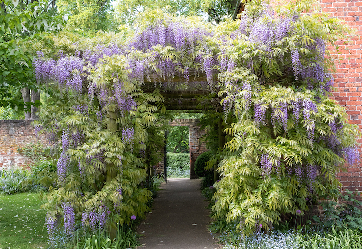 Where to see wisteria  in London: wisteria forming an arch over a door in a redbrick wall in Eastcote Gardens, Hillingdon