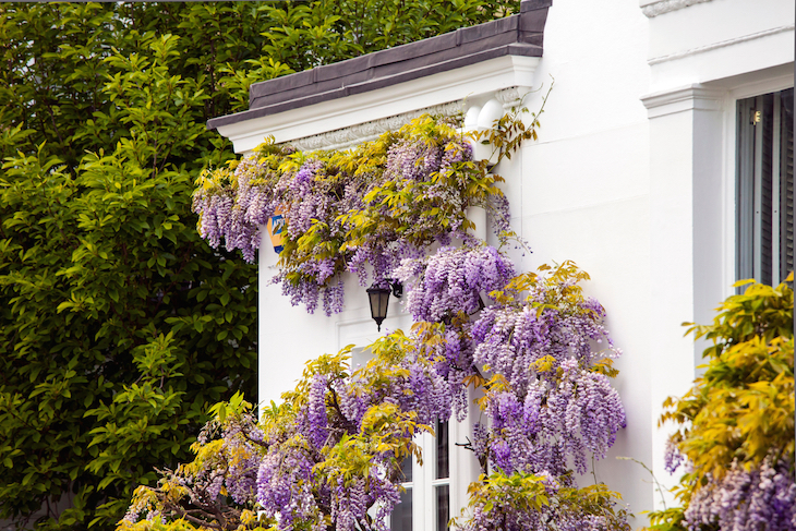 Where to see wisteria houses in London: a white house with wisteria growing up one wall