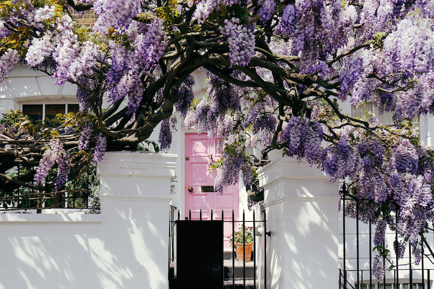 Where to see wisteria in London: a white 'wisteria house' with pink front door and a lilac wisteria tree out the front