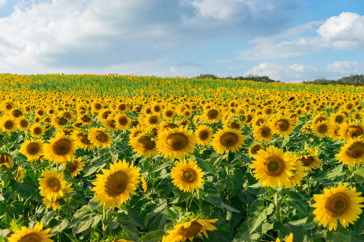 A field full of sunflowers.