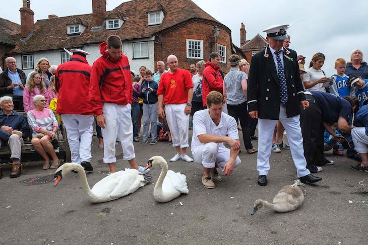 Swans on the pavement - men in white trousers and red tops standing over them
