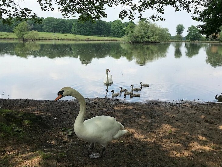 Swans with cygnets on the thames
