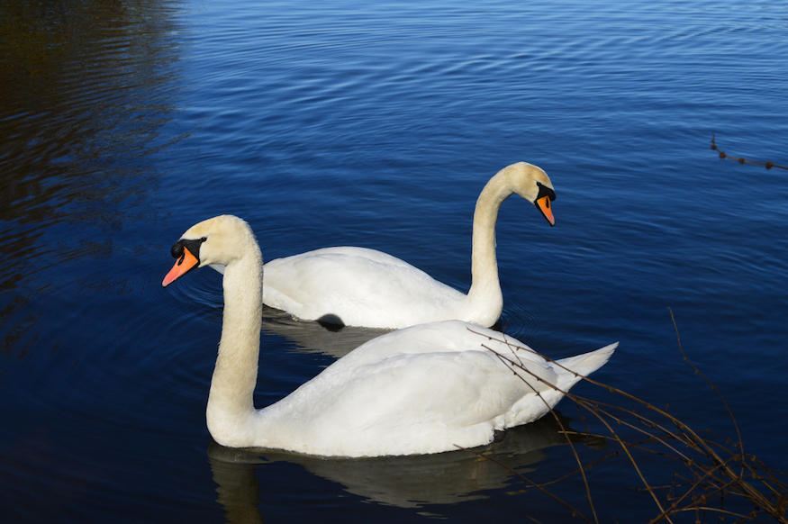 Swans on the thames