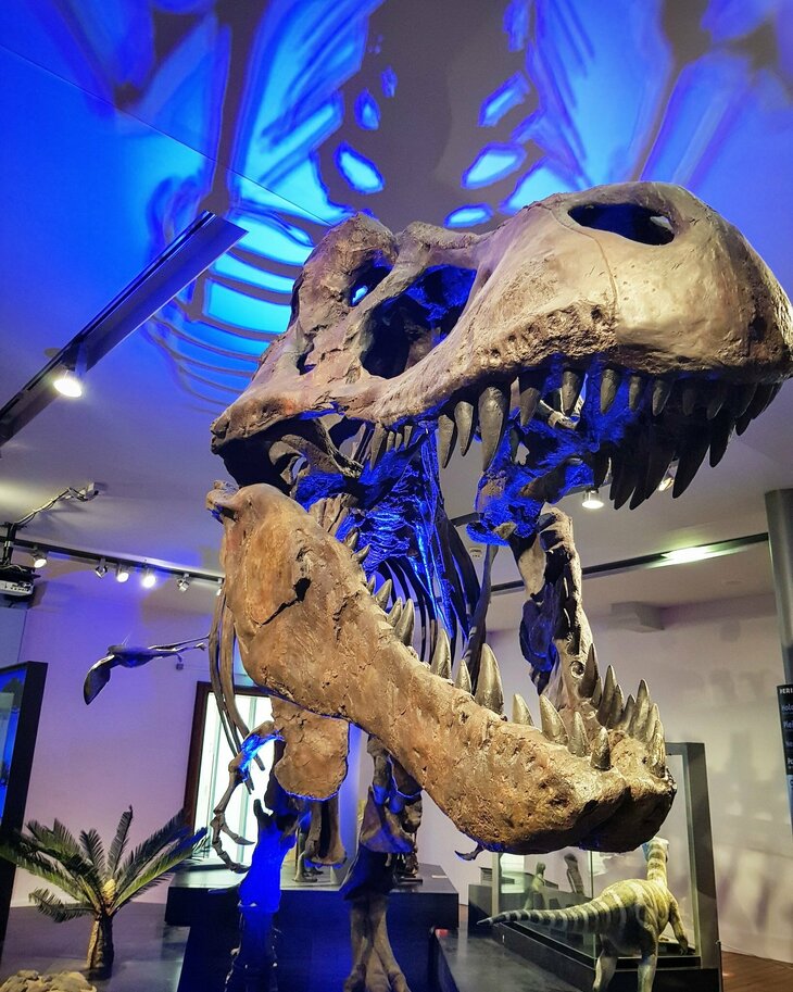 The head of a T Rex skeleton with its mouth open is seen in the centre of the image. It is lit with blue lights. The photo is taken looking up into the mouth of the skull