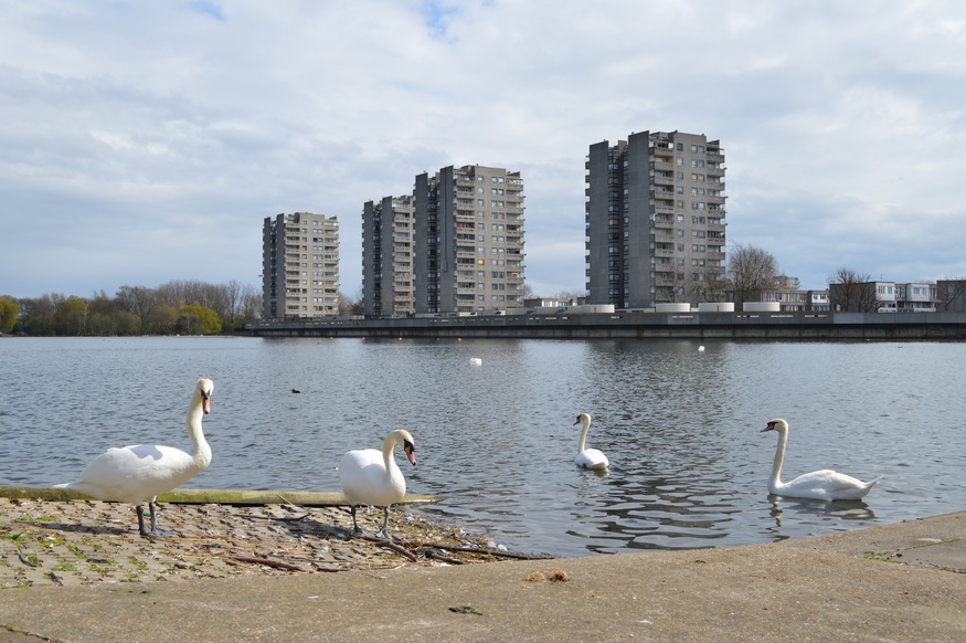 Swans on a lake in front of four brutalist towers