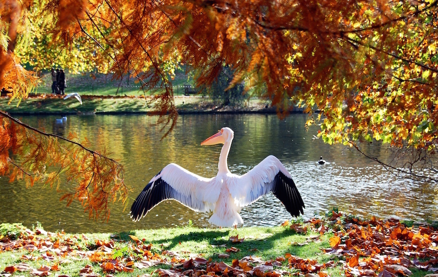 Autumn in London: A pelican spreading its wings alongside the lake in St James's Park, against a backdrop of red and orange autumn leaves.
