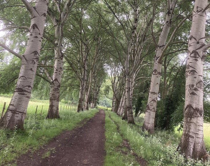 An avenue of white poplars