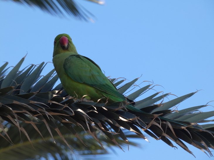 A green parakeet sitting on the branch of a palm tree.