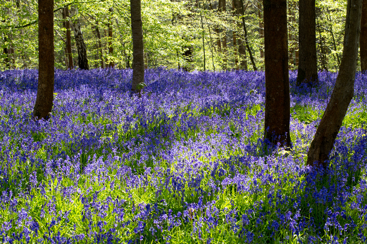 Things to do near London in April: trees in a woodland, surrounded by bluebells