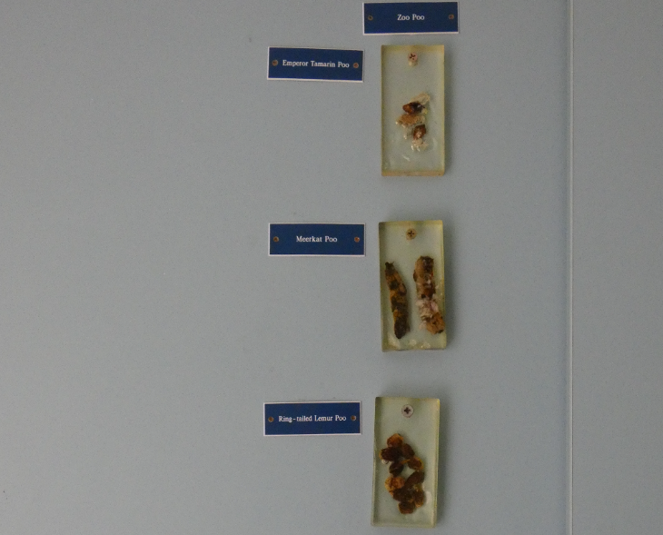 Resin blocks with different animal poos preserved within them. Each one has a small blue plaque alongside it identifying the species.