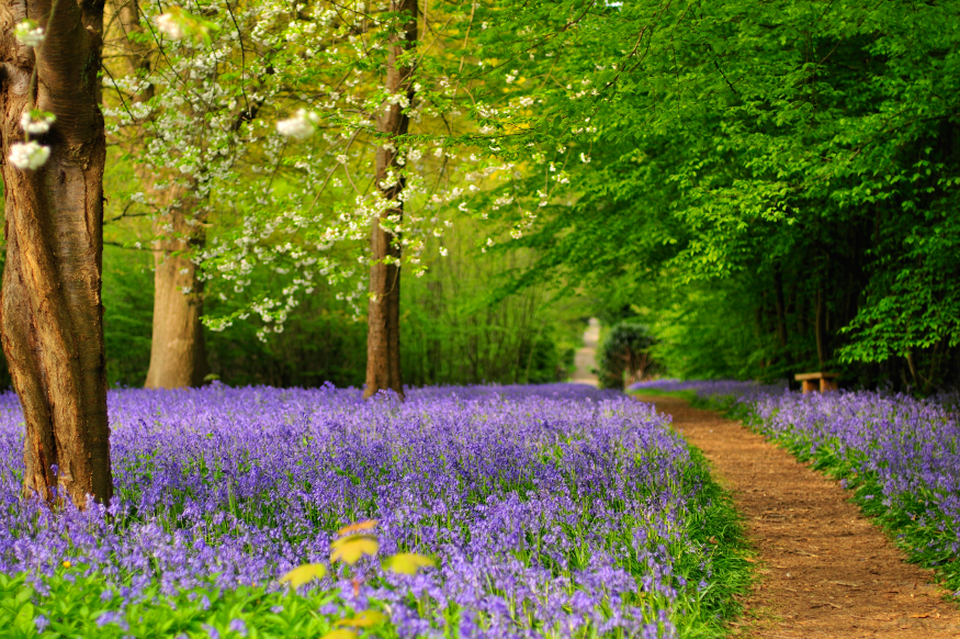 Things to do near London in April: a pathway through a woodland surrounded by a carpet of bluebells