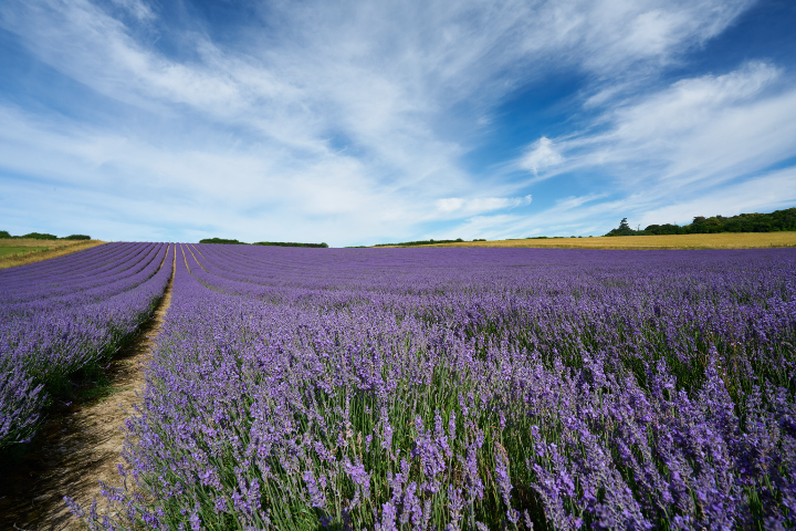 Lavender fields in and near London: rows of Lavender on a hill side at Lordington Lavender near Chichester
