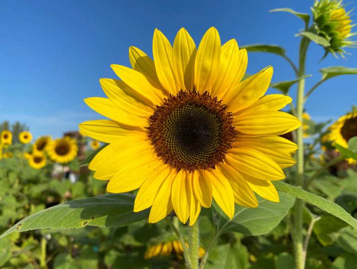 A close-up of a single sunflower, with others growing in the background.