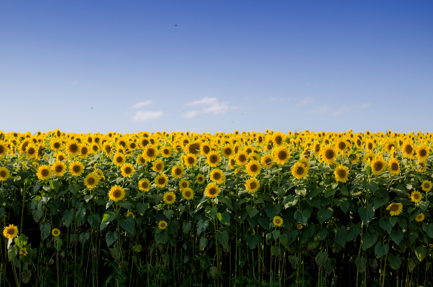 A photo of a sunflower fields featuring hundreds of yellow flowers beneath a blue sky