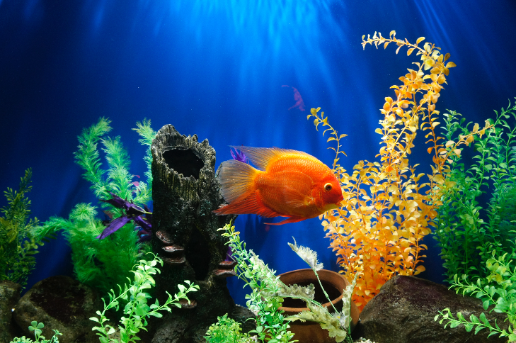 An orange fish swimming in a tropical aquarium